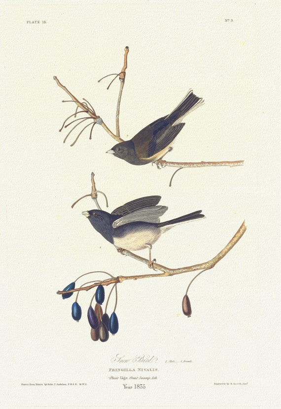 J.J. Audubon, Snow bird.1. Male. 2. Female. Fringilla nivalis. Plant vulgo, 1835, nature print on canvas,  50 x 70 cm, 20 x 25" approx.