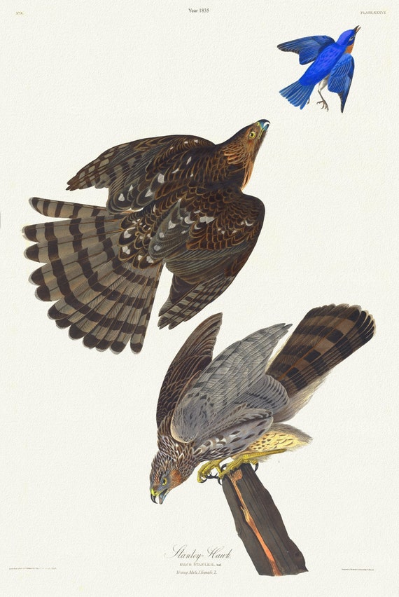 J.J. Audubon, Stanley hawk. Male, 1. F, 2. Astur Stanleii, 1835 , vintage nature print on canvas,  50 x 70 cm, 20 x 25" approx.