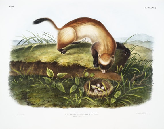 J.J. Audobon, Black-footed Ferret (Putorius nigripes) from the viviparous quadrupeds of North America (1845), print, 20 x 25" approx.