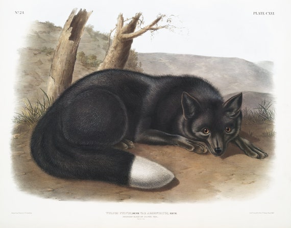 J.J. Audobon, North American Black or Silver Fox (Vulpes fulvus) from the viviparous quadrupeds of North America (1845) ,  20 x 25" approx.