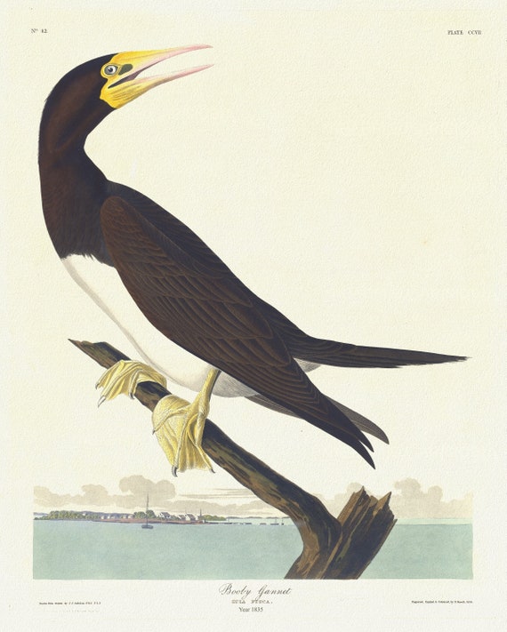 J.J. Audobon,  Booby gannet. Sula fusca, 1835 , vintage nature print on canvas,  50 x 70 cm, 20 x 25" approx.