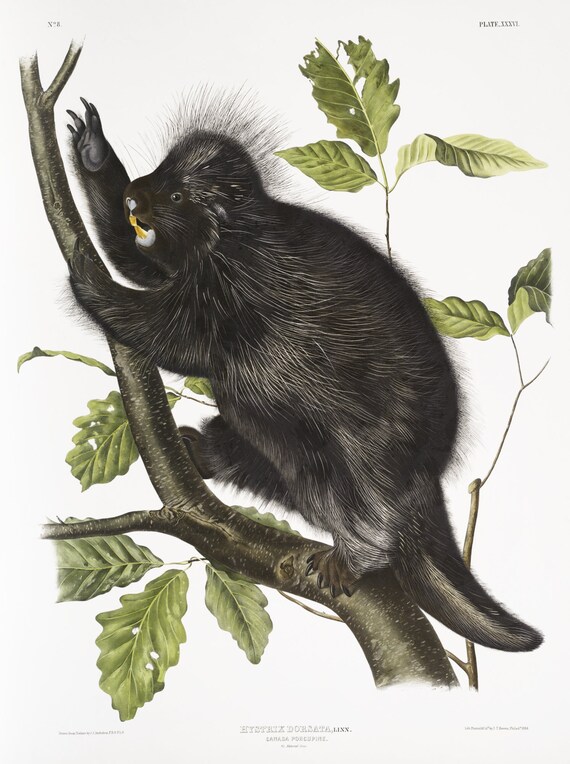 J.J. Audobon, Canada Porcupine (Nystrix dorsata) from the viviparous quadrupeds of North America (1845) , 50 x 70 cm, 20 x 25" approx.