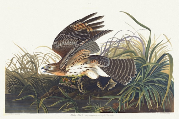 J.J. Audubon, Winter hawk. Falco hyemalis, Gmel. Male. Bull-frog. Rana taurina, 1835