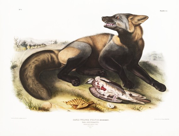 J.J. Audobon, Cross-Fox (Canis vulpes) from the viviparous quadrupeds of North America (1845) ,print on canvas, 50 x 70 cm, 20 x 25" approx.