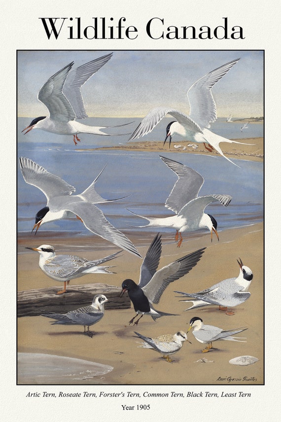 Wildlife Canada, Artic Tern, Roseate Tern, Forster's Tern, Common Tern, Black Tern, Least Tern, 1905 , canvas,  50 x 70 cm, 20 x 25" approx.