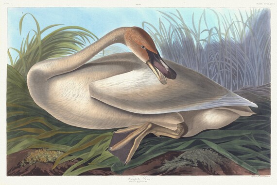 J.J. Audobon, Trumpeter swan. Cygnus buccinator. Young. c.1 v.4 plate 376, 1835  , vintage  print on canvas,  50 x 70 cm, 20 x 25" approx.