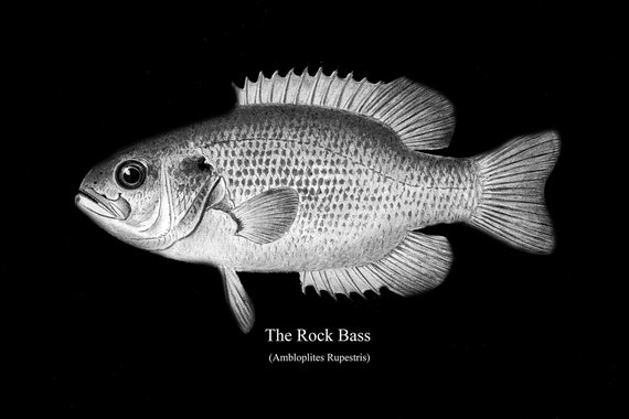 The Rock Bass, fishing print reprinted on durable cotton canvas, 50 x 70 cm, 20 x 25" approx.