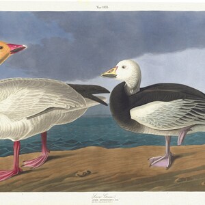 J.J. Audubon, Schneegänse. Anser hyperboreus, Pallas. Erwachsenes Männchen, 1. Junges Weibchen, 1835, Druck auf Leinwand, 50 x 70 cm, ca.