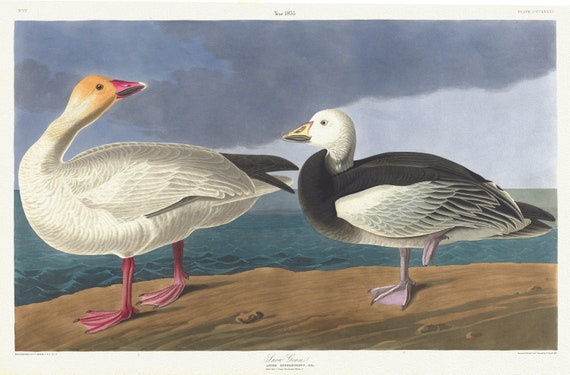 J.J. Audubon,  Snow geese. Anser hyperboreus, Pallas. Adult male, 1. Young female, 1835, print on canvas,  50 x 70 cm, 20 x 25" approx.