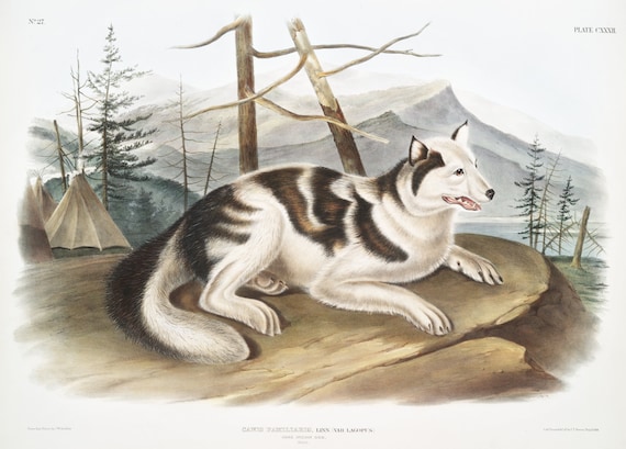 J.J. Audobon, Hare-Indian Dog (Canis familiaris) from the viviparous quadrupeds of North America (1845) ,  50 x 70 cm, 20 x 25" approx.