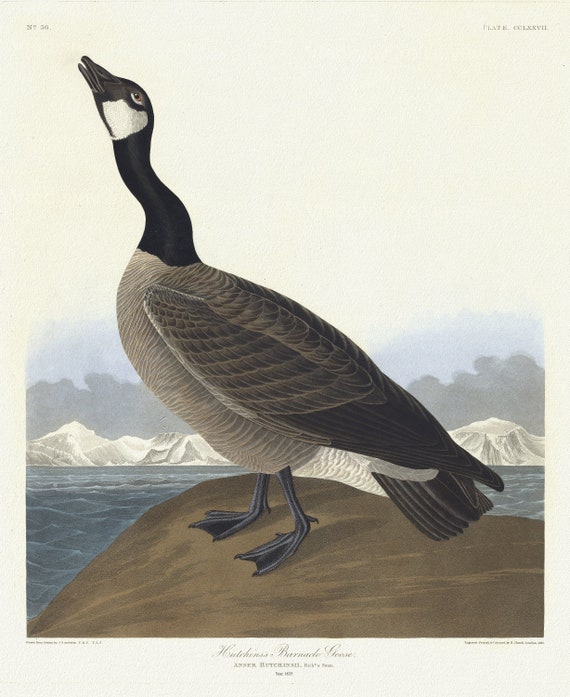 J.J. Audubon, Eutchins's barnacle goose. Anser Hutchinsii, Rich'd & Swain, 1835, print on canvas,  50 x 70 cm, 20 x 25" approx.