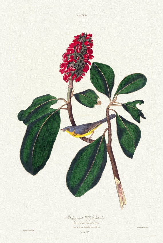 J.J. Audobon,  Bonaparte fly catcher. Muscicapa Bonapartii. Plant seed pod Magnolia grandiflora, 1835 ,canvas,  50 x 70 cm, 20 x 25" approx.