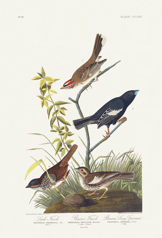 Lark finch. Prairie finch. Brown song sparrow.Fringilla grammaca, Say. Male, 1. Fringilla bicolor, Townsend.,  50 x 70 cm, 20 x 25" approx.