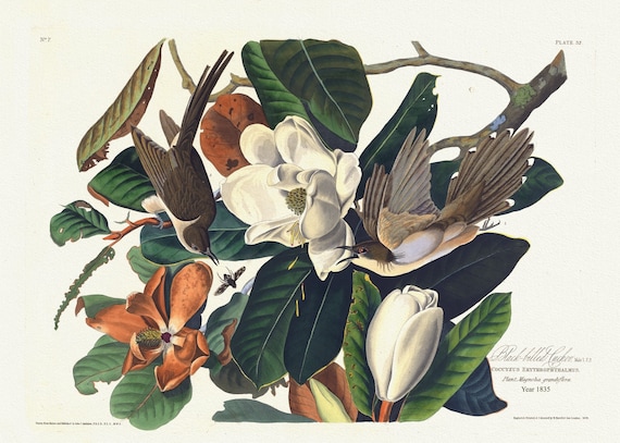 J.J. Audobon,  Black-billed cuckoo Male, 1. F, 2. Coccyzus erythrophthalmus. Plant, magnolia grandiflora. 1835, 50 x 70 cm, 20 x 25" approx.