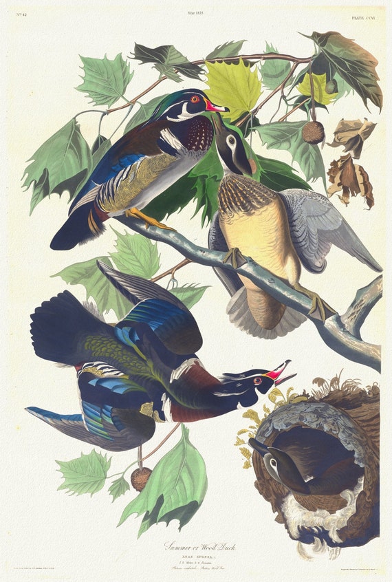 J.J. Audubon, Summer or wood duck. Anas sponsa, L. 1, 2. Males. 3, 4. Females. Platanus occidentalis, 1835,,  50 x 70 cm, 20 x 25" approx.