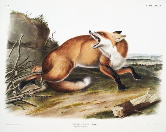 J.J. Audobon,  Red-Fox (Vulpes Fulvus) from the viviparous quadrupeds of North America (1845) , on canvas,  50 x 70 cm, 20 x 25" approx.