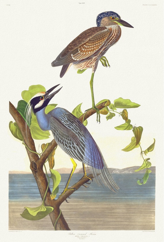 J.J. Audubon, Yellow-crowned heron.  Ardea violacea, L. Adult male, spring plumage, 1. Young, 1835 ,  canvas,  50 x 70 cm, 20 x 25" approx.