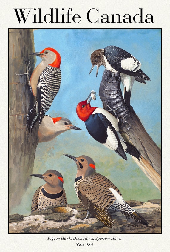 Wildlife Canada,  Red-bellied Woodpecker, Red-headed Woodpecker, Northern Flicker, 1905 ,  print on canvas,  50 x 70 cm, 20 x 25" approx.