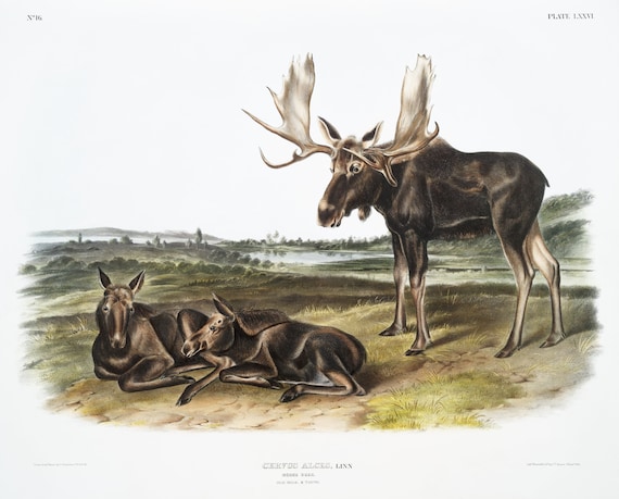 J.J. Audobon, Moose Deer (Servus alces) from the viviparous quadrupeds of North America (1845) ,  on canvas,  50 x 70 cm, 20 x 25" approx.