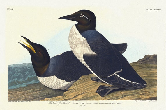 J.J. Audobon,  Foolish guillemot. Uria proile, Lath. 1. Adult summer plumage, male. 2. Female. c.1 v.3 plate 218, 1835