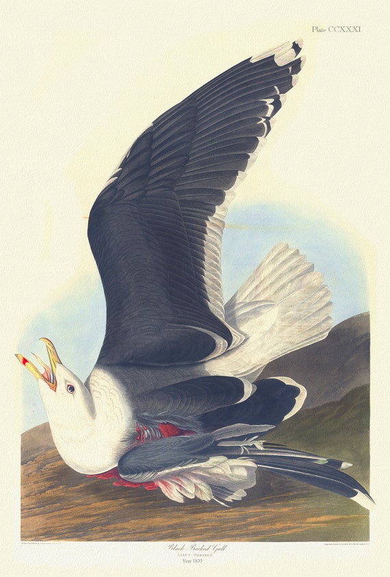 Black backed gull  Larus marinus plate 241, 1836  Audobon auth., vintage print on durable cotton canvas, 50 x 70 cm, 20 x 25" approx.