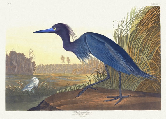 J.J. Audobon,  Blue crane or heron. Ardea cœrulea, 1835, vintage nature print on canvas,  50 x 70 cm, 20 x 25" approx.