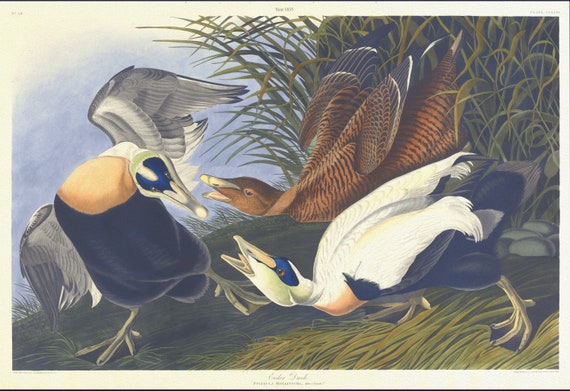 J.J. Audubon, Eider duck. Fuligula mollissima. Male, 1. Female, 2, 1835, vintage nature print on canvas,  50 x 70 cm, 20 x 25" approx.