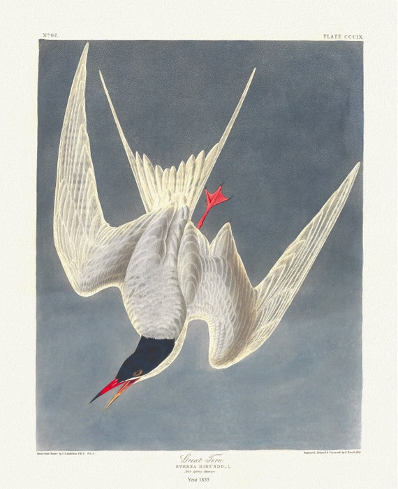 J.J. Audubon, Great tern. Sterna hirundo, L. Male spring plumage, 1835, nature print on canvas,  50 x 70 cm, 20 x 25" approx.