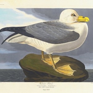 J.J. Audubon, Eissturmvogel. Procellaria glacialis, L. Männliches Sommerkleid, 1835, Druck auf Leinwand, 50 x 70 cm, ca.
