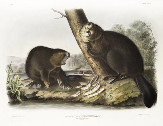 J.J. Audobon, Beaver (Castor fiber Americanus) from the viviparous quadrupeds of North America (1845)' print, 50 x 70 cm, 20 x 25" approx.