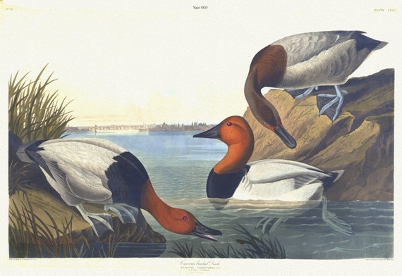 J.J. Audubon, Canvas backed duck. Fuligula vallisneria, Steph. 1, 2. Male. 3. Female, 1835,  print on canvas,  50 x 70 cm, 20 x 25" approx.
