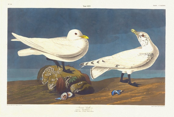 J.J. Audobon, Ivory gull, Lath.  Larus eburneus,. c.1 v.3 plate 287, 1835 ,print on canvas,  50 x 70 cm, 20 x 25" approx.