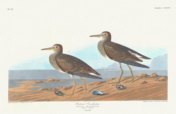 J.J. Audubon, Pectoral sandpiper. Tringa pectoralis. 1. Male. 2. Female, 1835 ,  nature print on canvas,  50 x 70 cm, 20 x 25" approx.