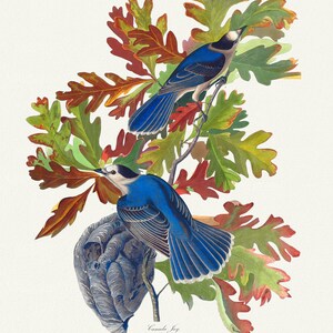 J.J. Audobon, Kanada Jay. Corvus canadensis, 1835, Vogeldruck auf langlebiger Baumwollleinwand, 19x27inches (50x70cm) ca.