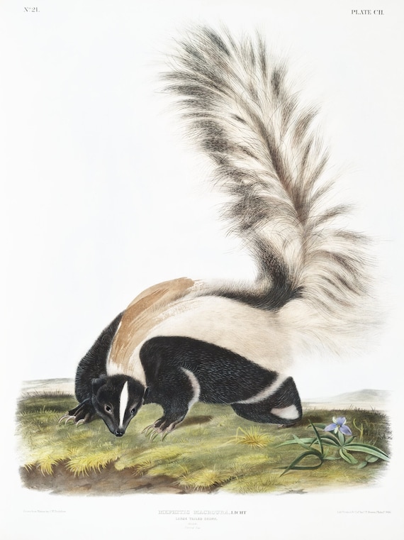 J.J. Audobon, Large-tailed Skunk (Mephitis macroura) from the viviparous quadrupeds of North America (1845),  50 x 70 cm, 20 x 25" approx.