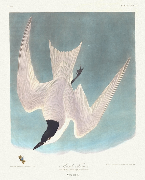 J.J. Audubon, Marsh tern  Sterna anglica, Montagu. Male summer plumage, 1835, vintage nature print on canvas,  50 x 70 cm, 20 x 25" approx.