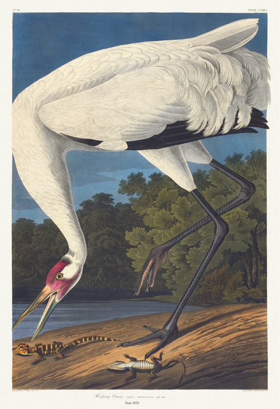 J.J. Audubon, Hooping crane. Grus Americana. Adult male, 1835 , vintage nature print on canvas,  50 x 70 cm, 20 x 25" approx.