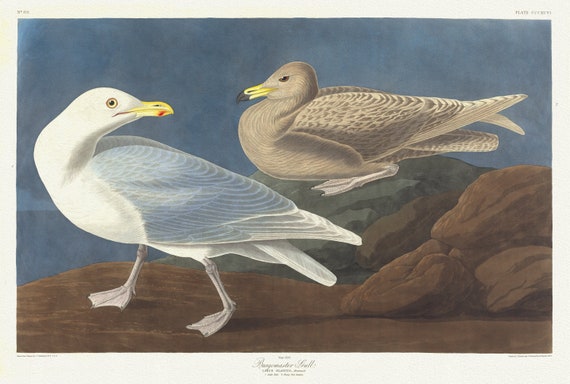 J.J. Audobon,  Burgomaster gull. Larus glaucus, Brunnich. 1. Adult male. 2. Young first autumn, 1835 ,canvas,  50 x 70 cm, 20 x 25" approx.