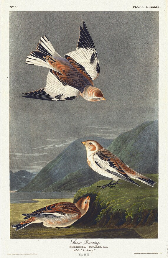 Snow bunting. Emberiza nivalis, Linn.. c.1 v.2 plate 189, vintage nature print on canvas,  50 x 70 cm, 20 x 25" approx.