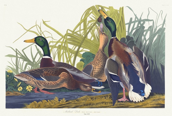 J.J. Audubon,   Mallard duck. Anas Boschas, L. 1. Males. 2. Females.1, 1835, vintage nature print on canvas,  50 x 70 cm, 20 x 25" approx.