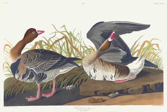 White-fronted goose, Lath. Anser albifrons, Bechst.  c.1 v.3 plate 286, vintage nature print on canvas,  50 x 70 cm, 20 x 25" approx.
