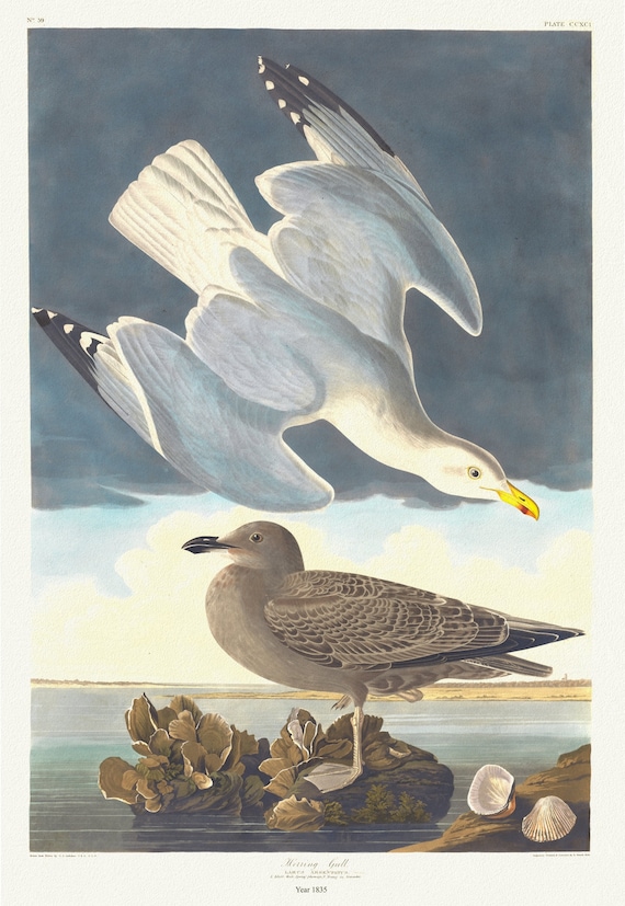 J.J. Audobon, Herring gull. Larus argentatus,  c.1 v.3 plate 291, 1835, vintage nature print on canvas,  50 x 70 cm, 20 x 25" approx.