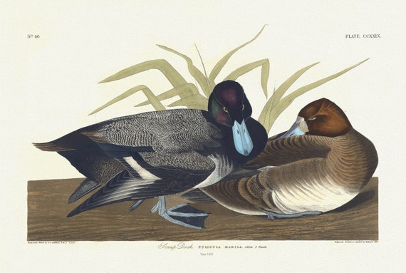 J.J. Audubon, Scaup duck. Fuligula marila. 1. Male. 2. Female, 1835, vintage nature print on canvas,  50 x 70 cm, 20 x 25" approx.