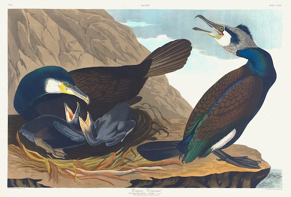 Common cormorant.Phalacrocorax carbo, Dumont. plate 266, 1836  Audobon auth. , vintage print on canvas,  50 x 70 cm, 20 x 25" approx.