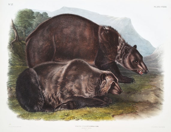 J.J. Audobon, Grizzly Bear (Ursus ferox) from the viviparous quadrupeds of North America (1845) ,  on canvas,  50 x 70 cm, 20 x 25" approx.