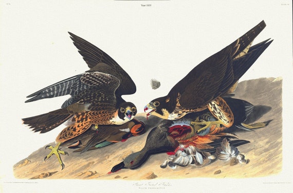 J.J. Audubon,  Great footed hawk. Male, 1. F, 2. Falco peregrinus, 1835 , vintage nature print on canvas,  50 x 70 cm, 20 x 25" approx.