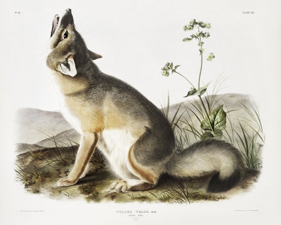 J.J. Audobon, Swift Fox (Vulpes velox) from the viviparous quadrupeds of North America (1845), on canvas,  50 x 70 cm, 20 x 25" approx.