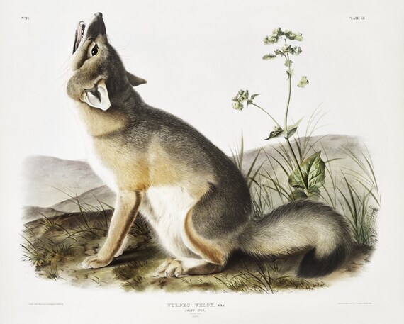 J.J. Audobon, Swift Fox (Vulpes velox) from the viviparous quadrupeds of North America (1845), on canvas,  50 x 70 cm, 20 x 25" approx.