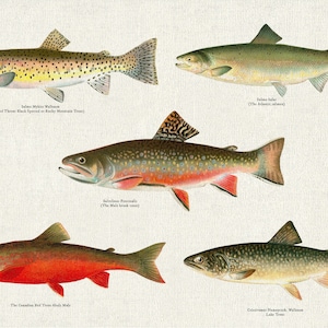 Conjunto ilustrativo de peixes da América do Norte Ver. IV, 1913, autor Denton, impressão de pesca em tela de algodão, 50 x 70 cm, 20 x 25" aprox.
