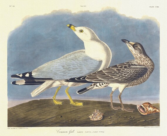 J.J. Audobon,  Common gull Larus canus, L. 1. Adult. 2. Young, 1835, vintage nature print on canvas,  50 x 70 cm, 20 x 25" approx.